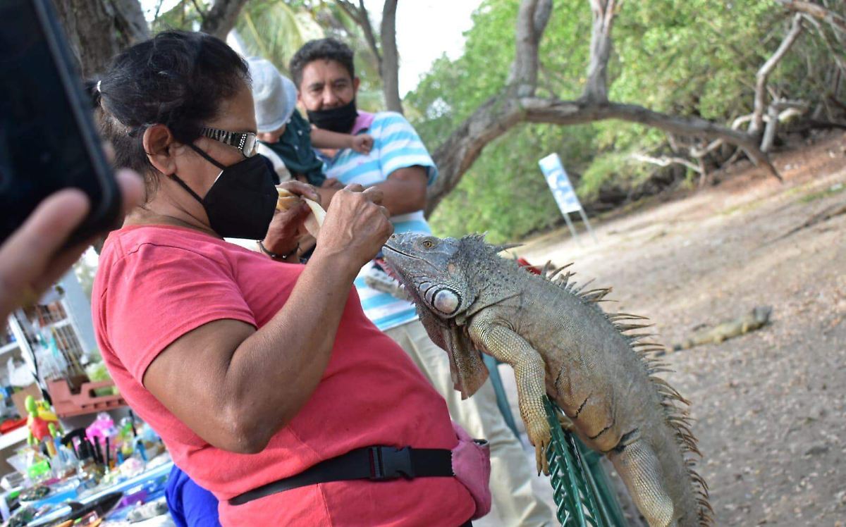 Iguanas de la laguna del Carpintero; multas y cárcel a quienes la toman como mascota 